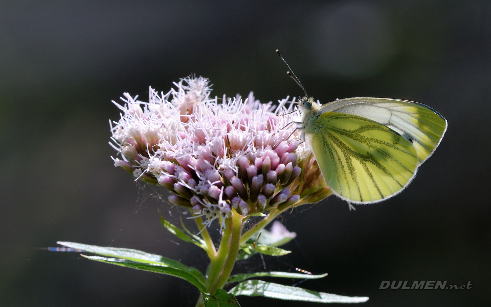 01 Green-veined white (Pieris napi)